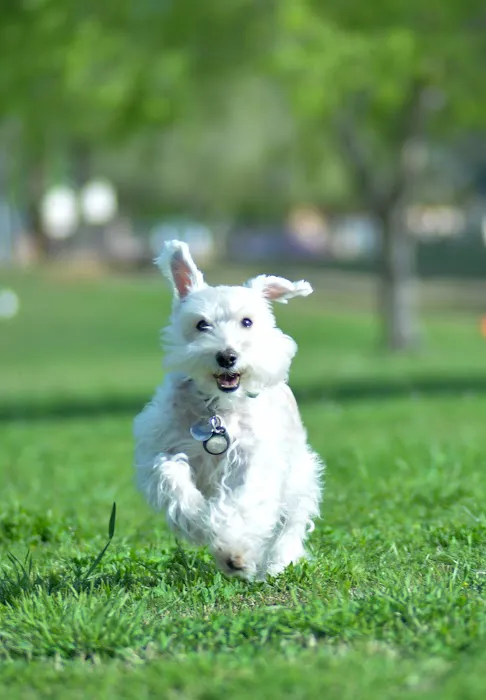 Arizona Veterinary Oncology Picture 8