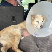 Desert Veterinary Medical Specialists ico