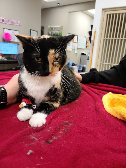 Desert Veterinary Medical Specialists Picture 6