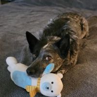 Eye Care for Animals ico