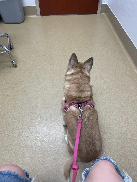 Eye Care for Animals Picture 10