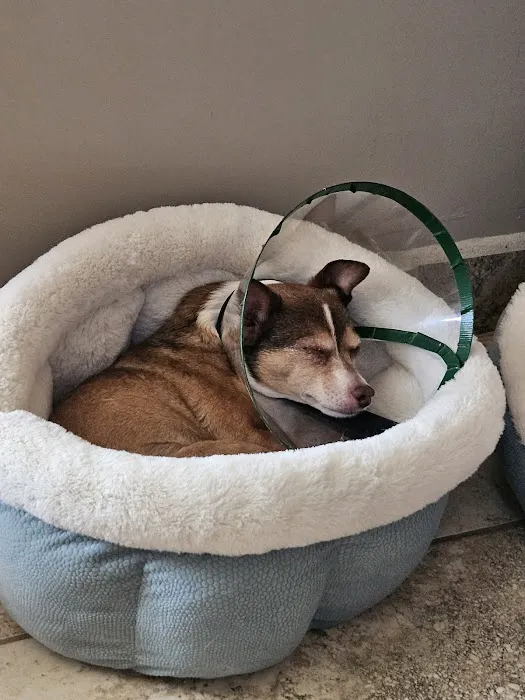 Eye Care for Animals Picture 8