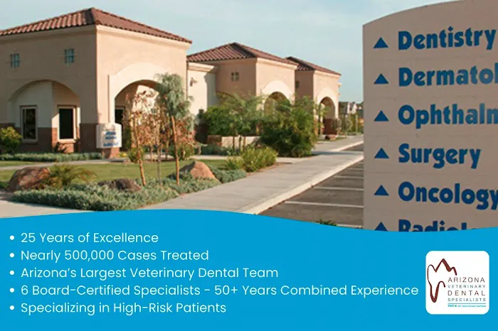 Arizona Veterinary Dental Specialists - Gilbert Picture 3