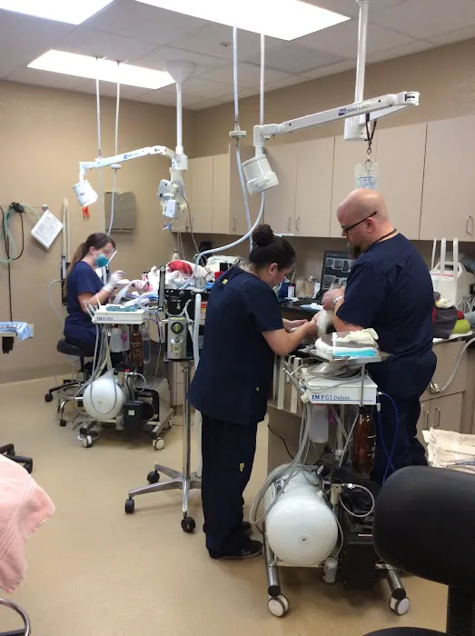 Arizona Veterinary Dental Specialists - Gilbert Picture 2