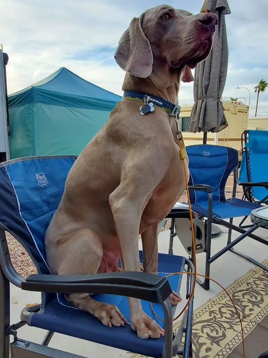 Arizona Veterinary Dental Specialists - Gilbert Picture 4