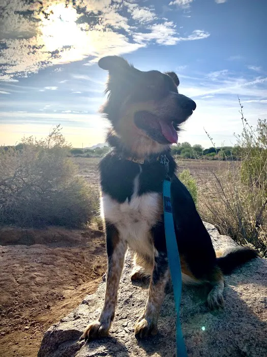 Arizona Veterinary Dental Specialists - Gilbert Picture 9