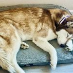 Dermatology for Animals - Gilbert