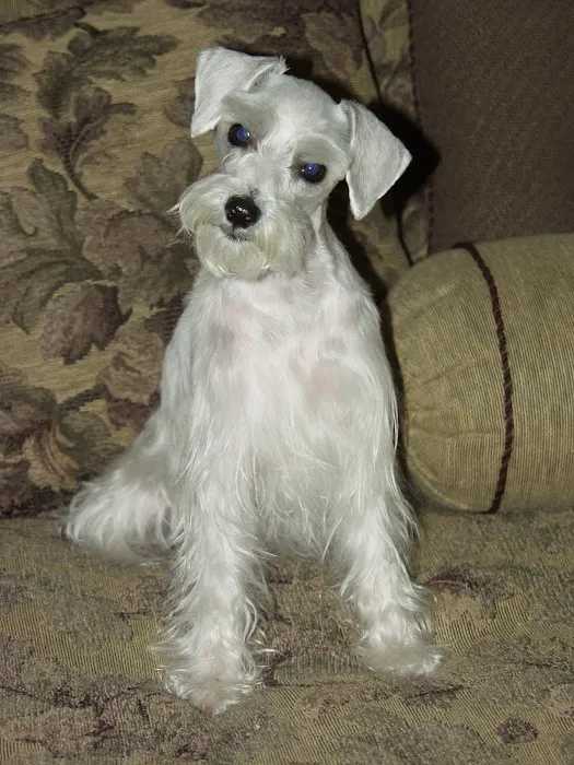 Dermatology for Animals - Gilbert Picture 7