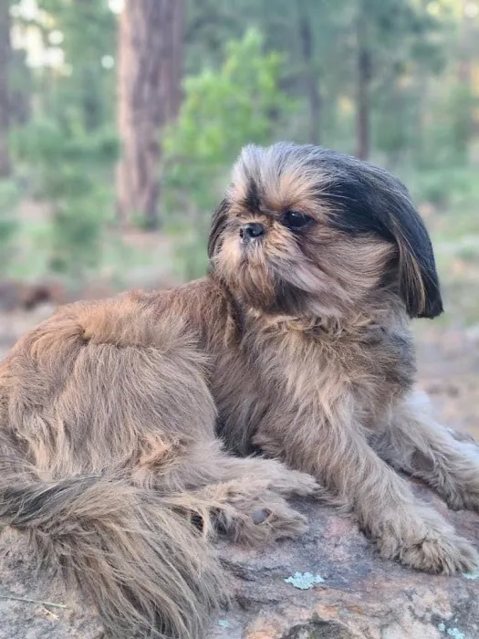 Dermatology for Animals - Gilbert Picture 9