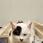 Animal Kindness Veterinary Hospital