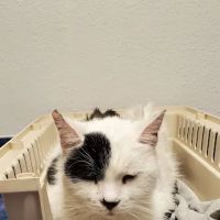 Animal Kindness Veterinary Hospital ico