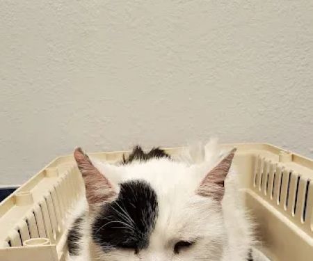 Animal Kindness Veterinary Hospital