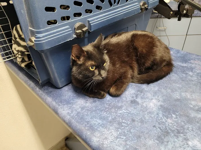 Animal Kindness Veterinary Hospital Picture 6