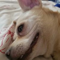 Banfield Pet Hospital ico
