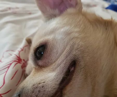Banfield Pet Hospital