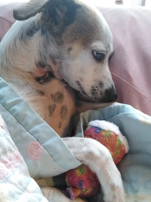 Banfield Pet Hospital Picture 4