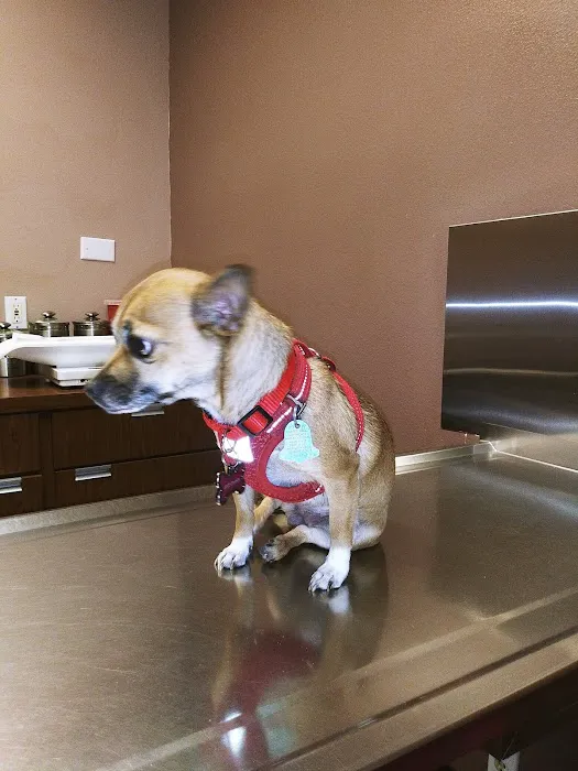 Northeast Animal Hospital Picture 2