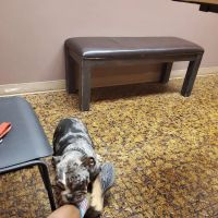 Northeast Animal Hospital ico