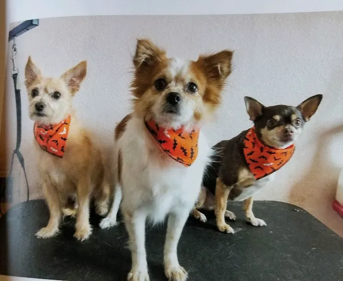 Northeast Animal Hospital Picture 10