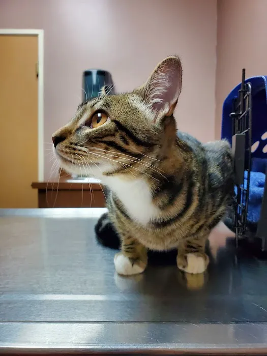 Northeast Animal Hospital Picture 8