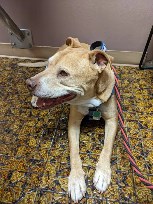 Northeast Animal Hospital Picture 3