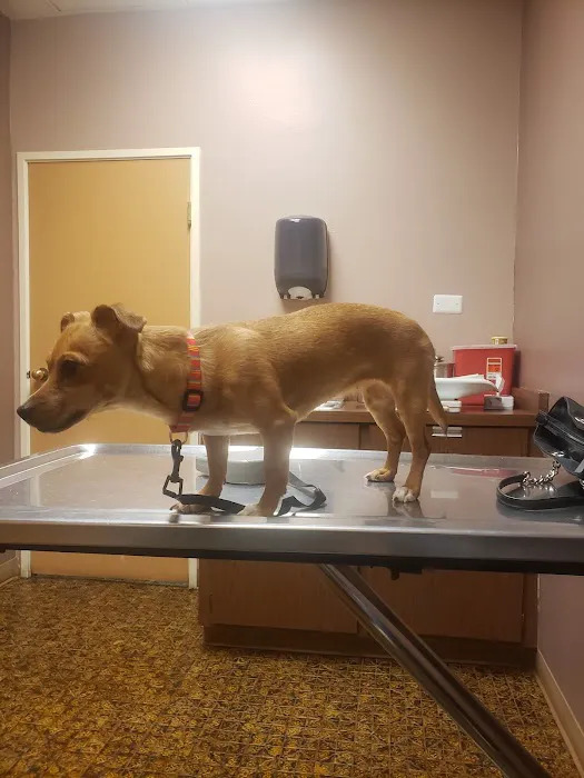 Northeast Animal Hospital Picture 2