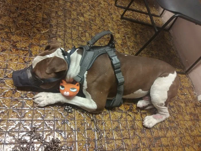 Northeast Animal Hospital Picture 7