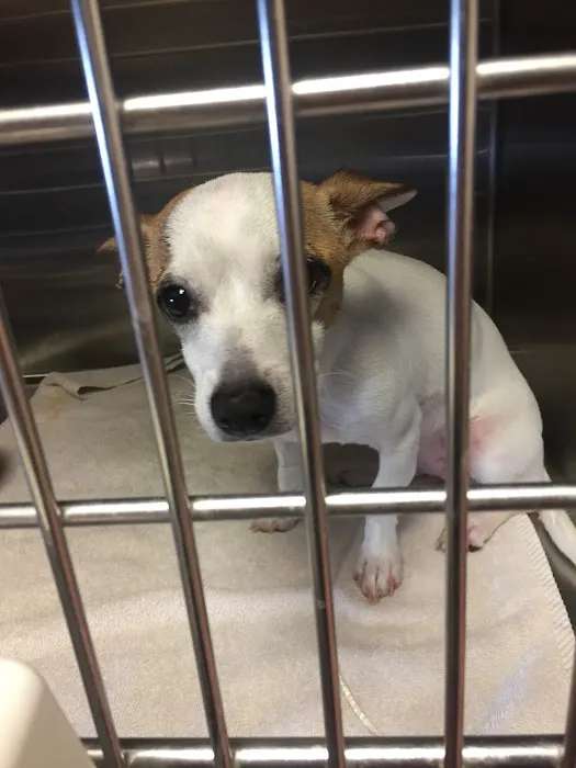 Northeast Animal Hospital Picture 10