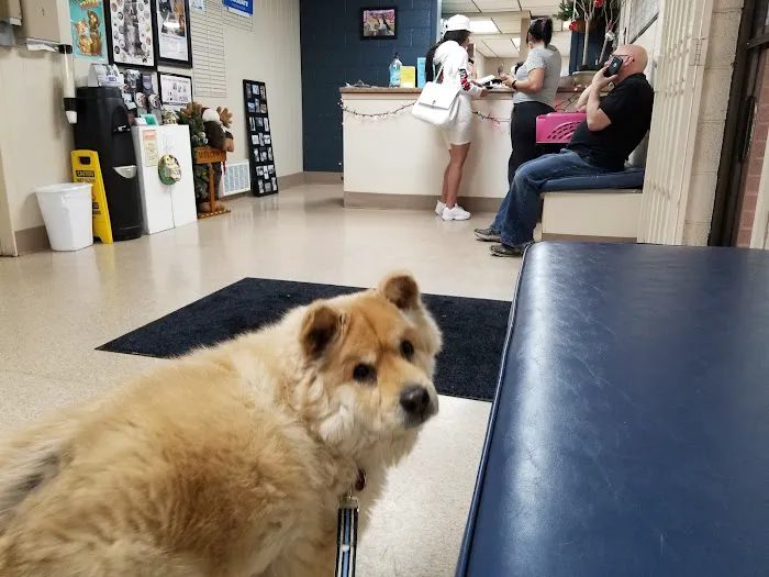 Flamingo Pet Clinic Picture 1