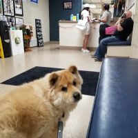 Flamingo Pet Clinic ico