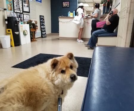 Flamingo Pet Clinic