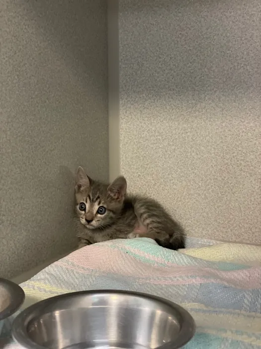 Animal Focus Vet - ER Picture 6
