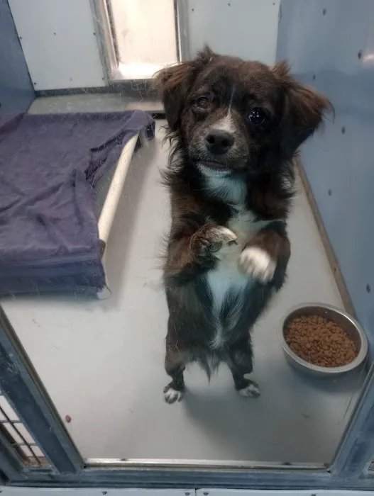 Eye Care for Animals - Las Vegas Picture 3