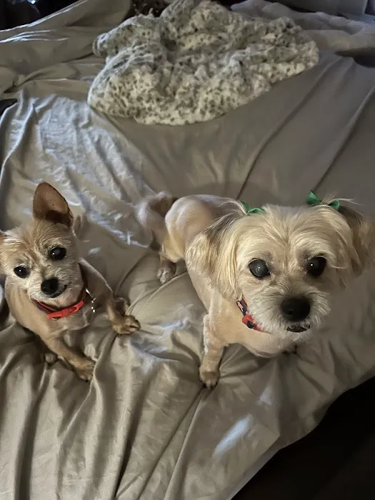 Eye Care for Animals - Las Vegas Picture 2