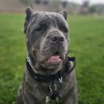 Eye Care for Animals - Las Vegas