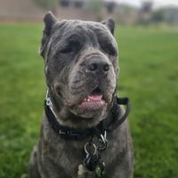 Eye Care for Animals - Las Vegas ico