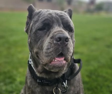 Eye Care for Animals - Las Vegas
