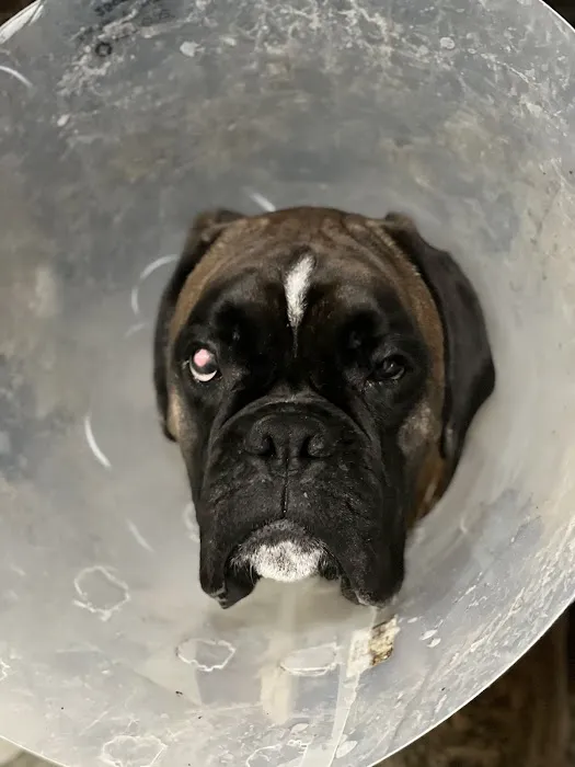Eye Care for Animals - Las Vegas Picture 10