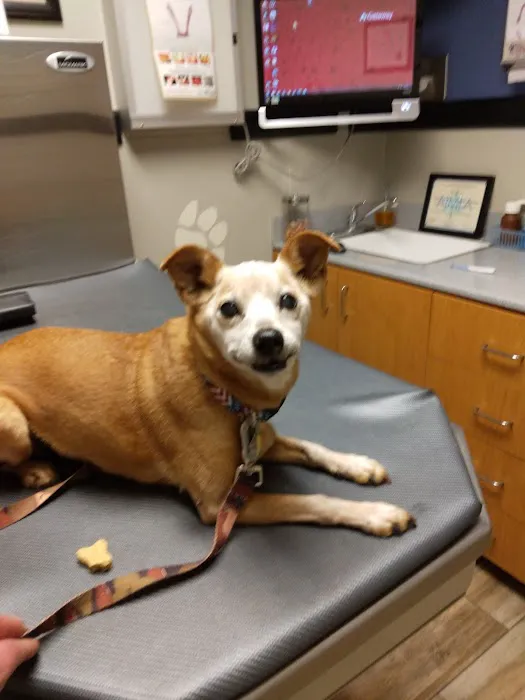 Mauer Animal Clinic Picture 1