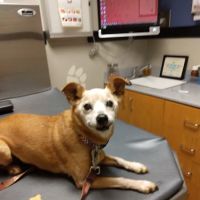Mauer Animal Clinic ico