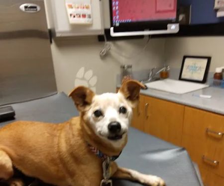 Mauer Animal Clinic