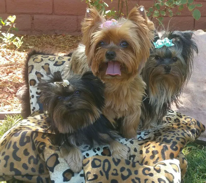 Mauer Animal Clinic Picture 5