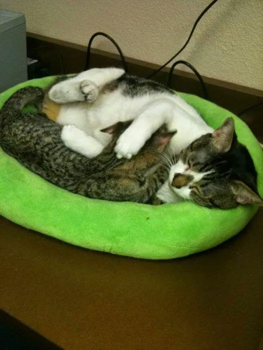 VCA Spring Mountain Animal Hospital Picture 4
