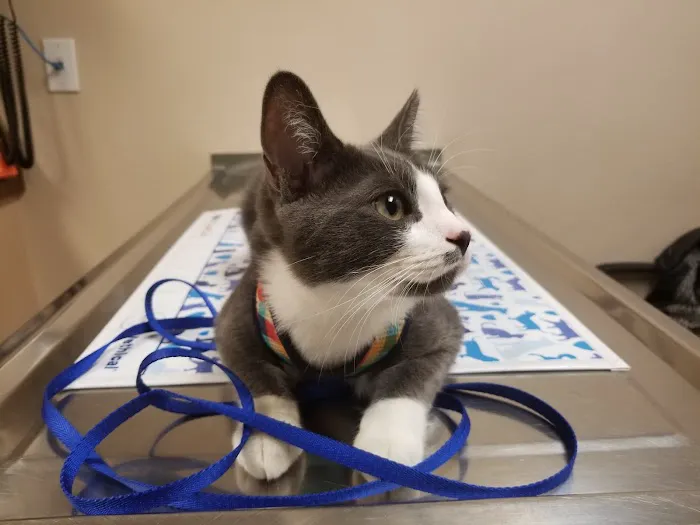 VCA Spring Mountain Animal Hospital Picture 6
