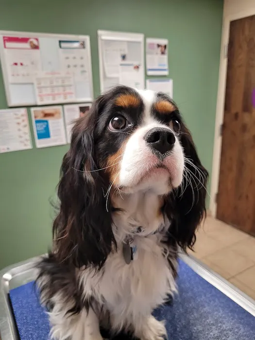 VCA Spring Mountain Animal Hospital Picture 8