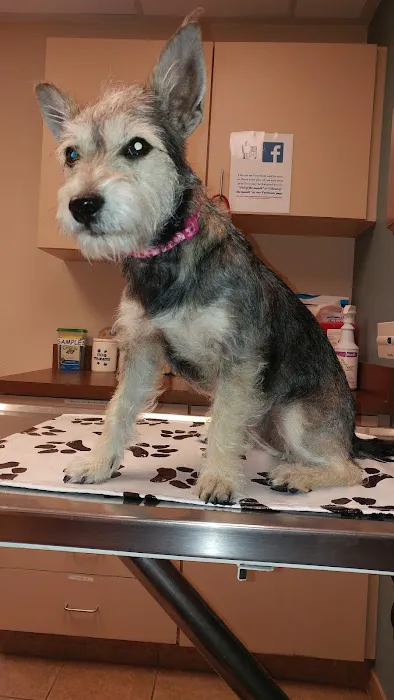 VCA Spring Mountain Animal Hospital Picture 9
