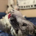 Banfield Pet Hospital
