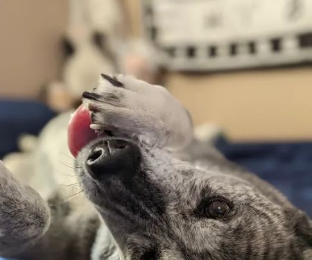 Banfield Pet Hospital