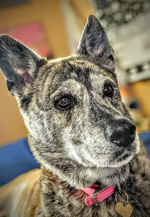 Banfield Pet Hospital Picture 2