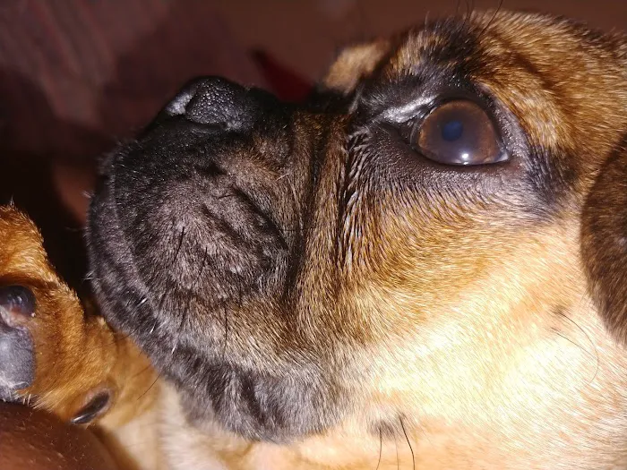 Banfield Pet Hospital Picture 8
